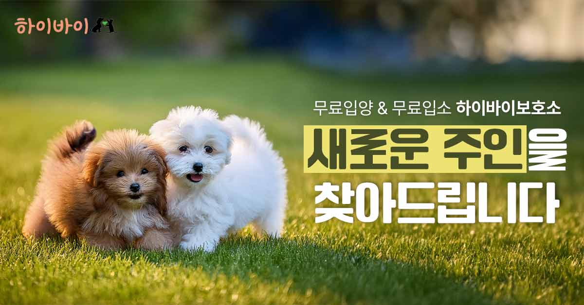 하이바이