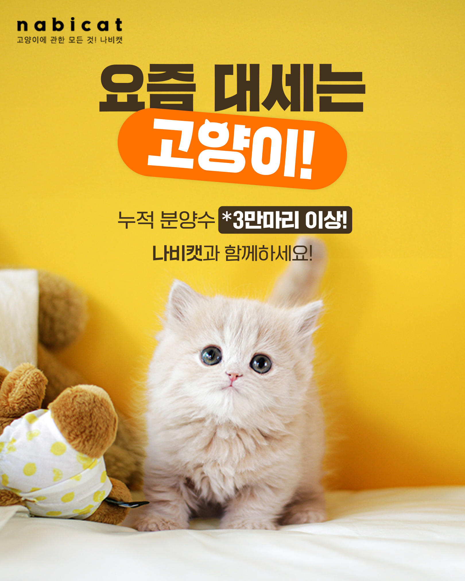 나비캣