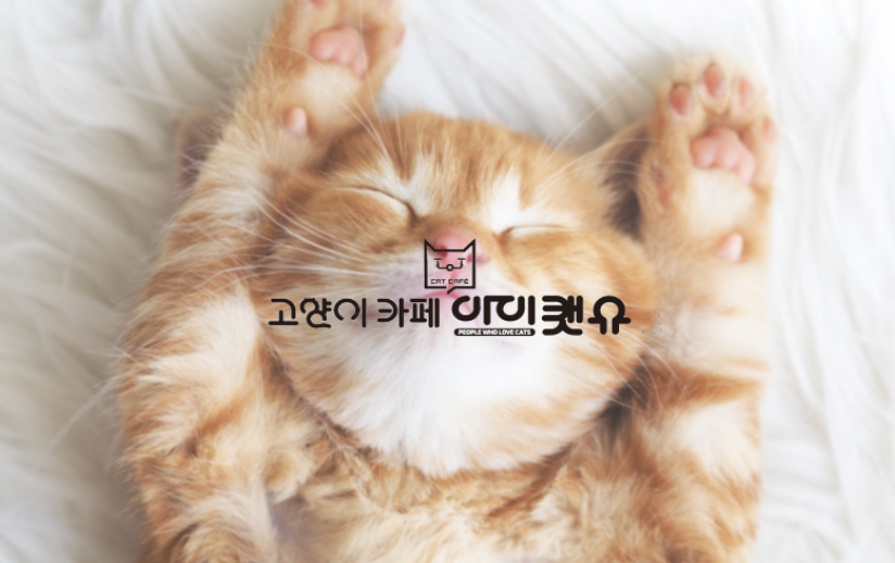 [지역전략] 아이캣유 고양이카페 플레이스 대행 이미지